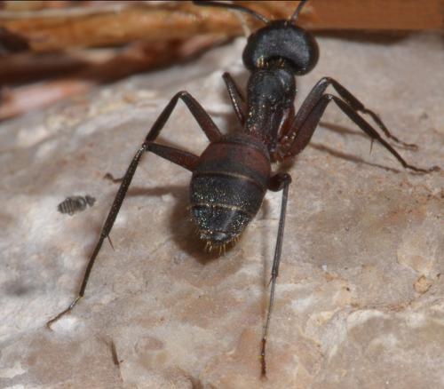 Microselia rivierae